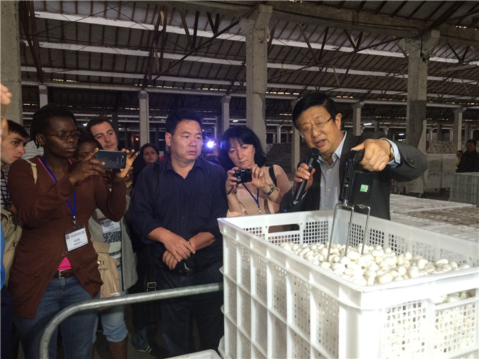 富安春繭實現優質高產