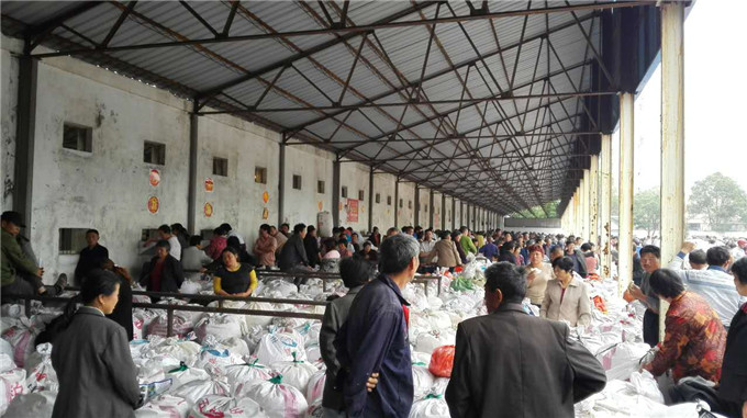 富安春繭實現優質高產